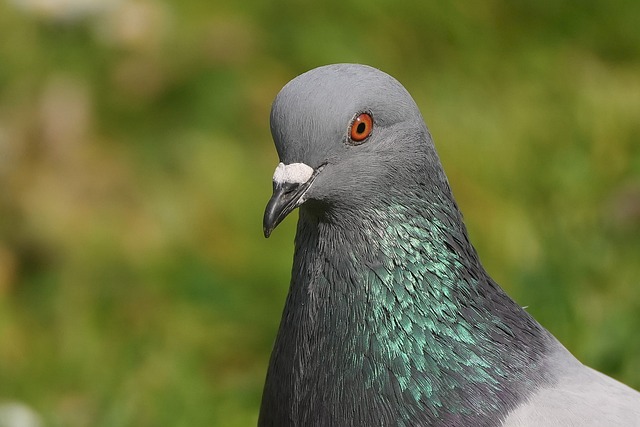 Pigeon Control: Modern Solutions for Effective Bird Removal Services