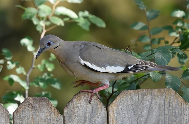bird control,bird removal,pigeon removal,pigeon control,woodpecker removal