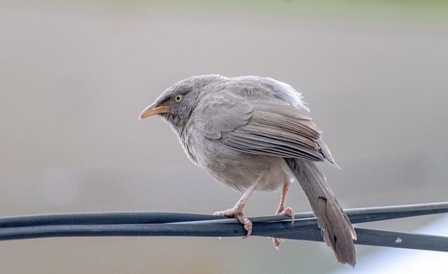 bird-controlbird-removalpigeon-removalpi-640x480-73424058.jpeg