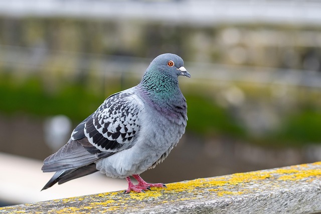 bird control,bird removal,pigeon removal,pigeon control,woodpecker removal