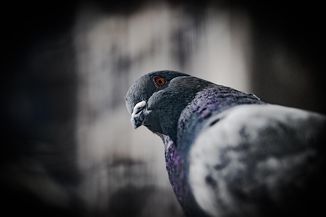 bird control,bird removal,pigeon removal,pigeon control,woodpecker removal