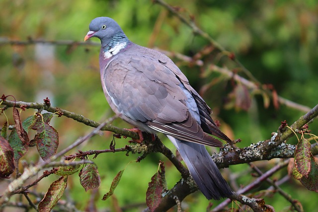 bird control,bird removal,pigeon removal,pigeon control,woodpecker removal