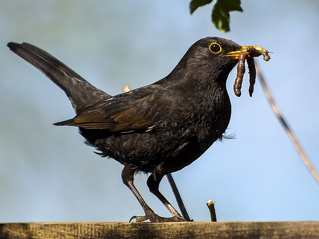 blackbird
