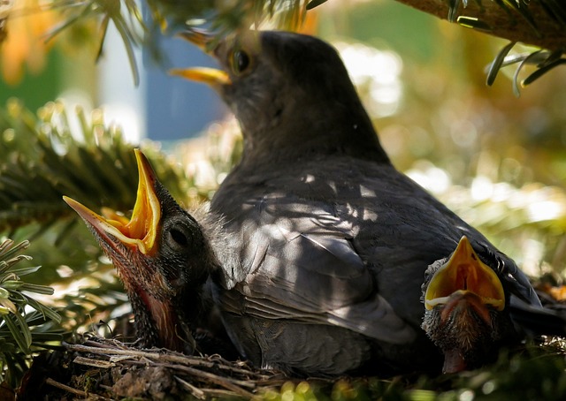 blackbird