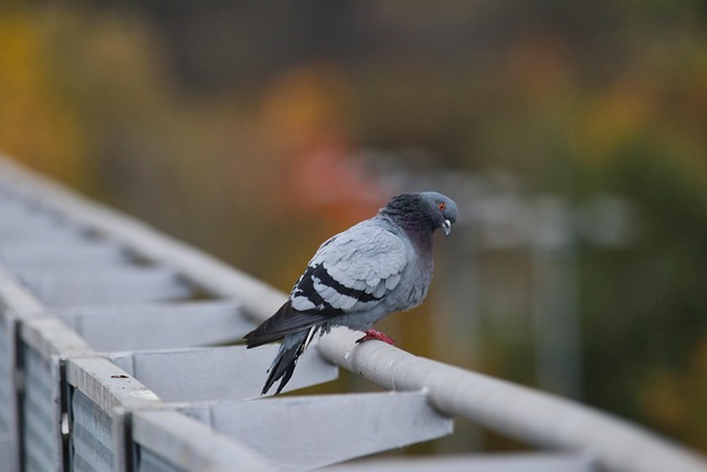 pigeon
