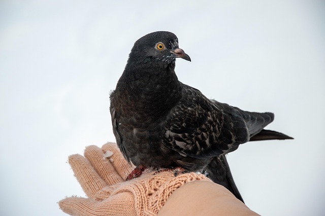 pigeon