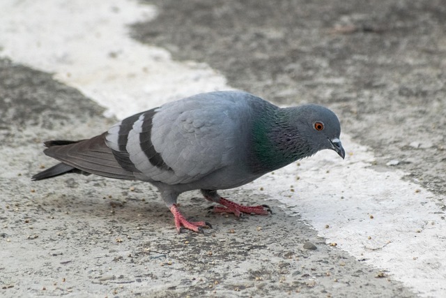 pigeon