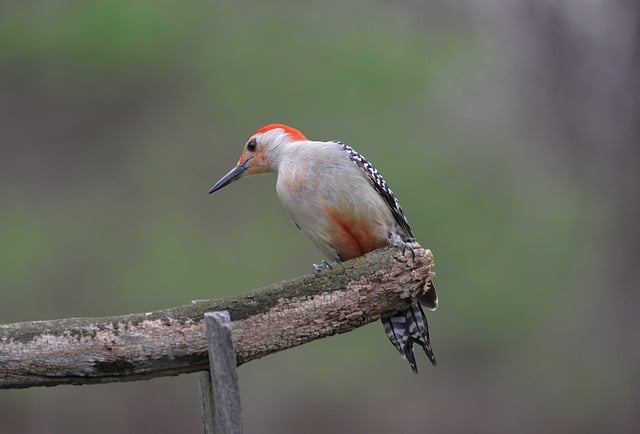 woodpecker,pigeon,blackbird,bird