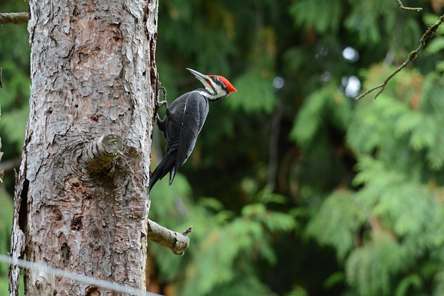 woodpecker,pigeon,blackbird,bird