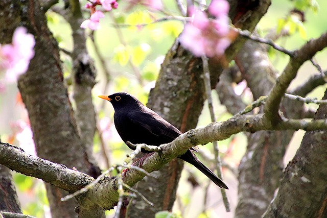 woodpecker,pigeon,blackbird,bird