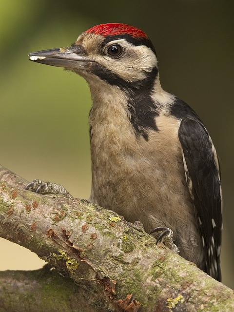 woodpeckerpigeonblackbirdbird-640x480-15557687.jpeg