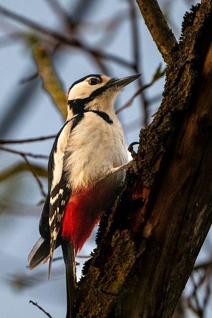 woodpecker,pigeon,blackbird,bird