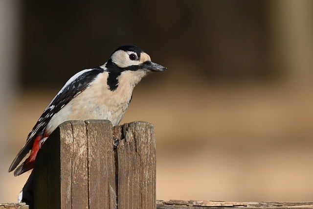 woodpecker,pigeon,blackbird,bird