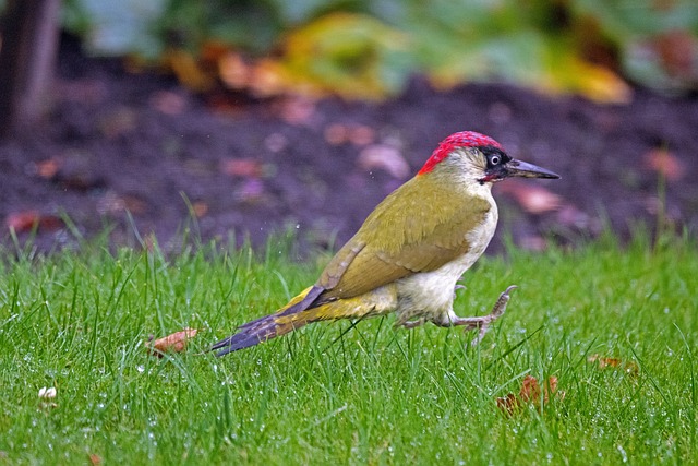 woodpecker,pigeon,blackbird,bird
