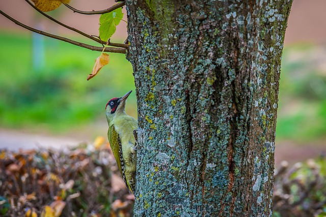 Bird Removal Insurance USA: Coverage, Companies, & Policy Guide