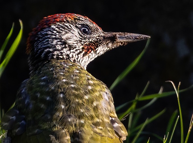 woodpecker,pigeon,blackbird,bird
