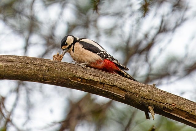 woodpeckerpigeonblackbirdbird-640x480-29160346.jpeg