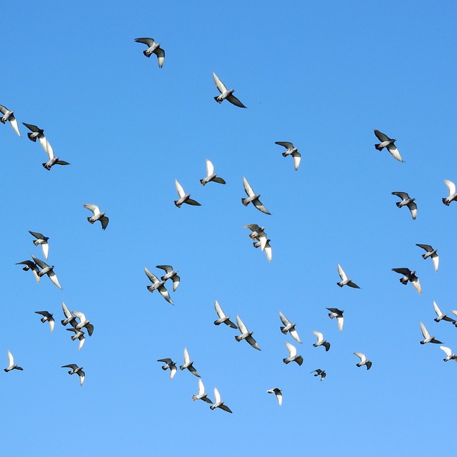 woodpecker,pigeon,blackbird,bird