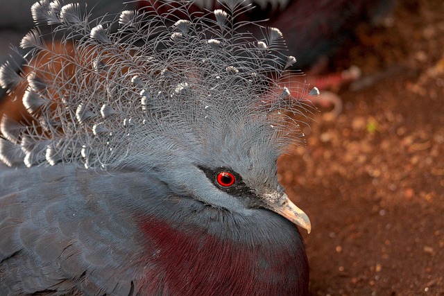 woodpecker,pigeon,blackbird,bird