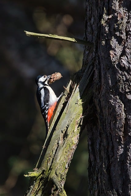 woodpecker,pigeon,blackbird,bird