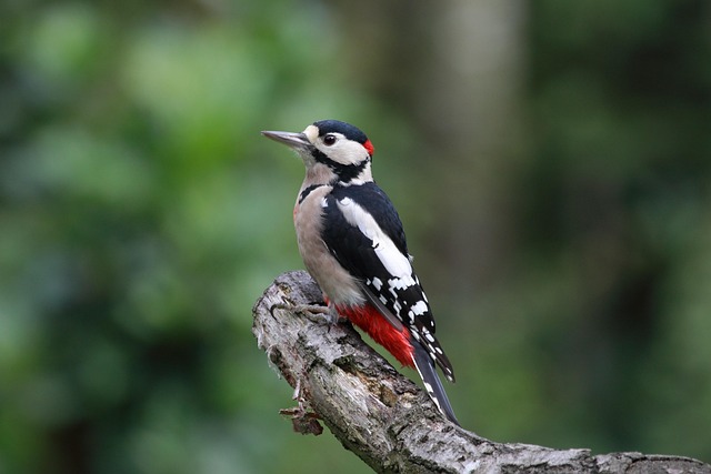 woodpecker,pigeon,blackbird,bird