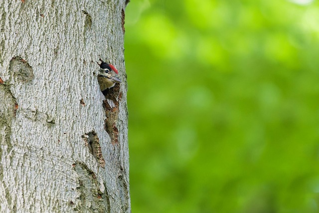 woodpecker,pigeon,blackbird,bird