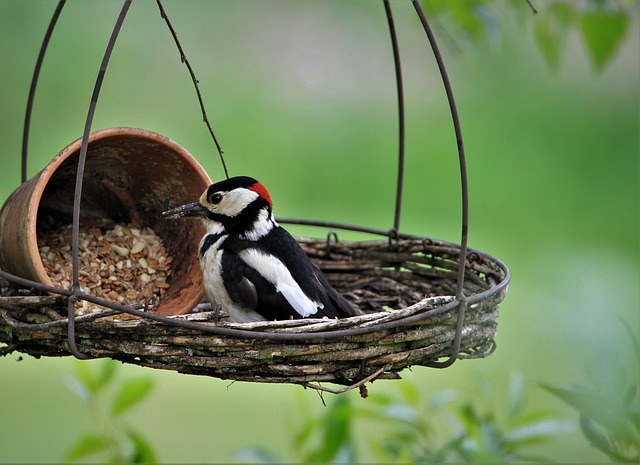 woodpecker,pigeon,blackbird,bird
