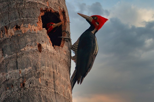 Blackbird Control Services: Effective Removal & Legal Guidelines in USA