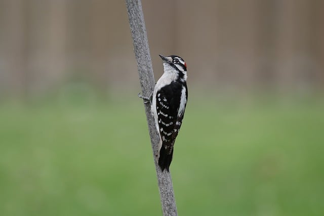 Woodpecker Removal Service USA: Effective Solutions for Infestations