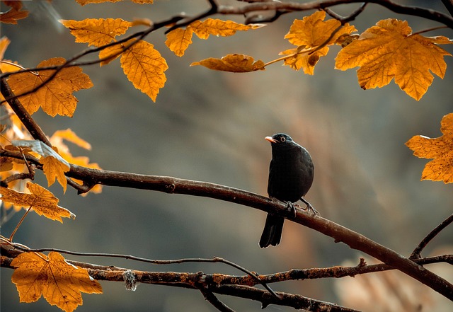 woodpecker,pigeon,blackbird,bird