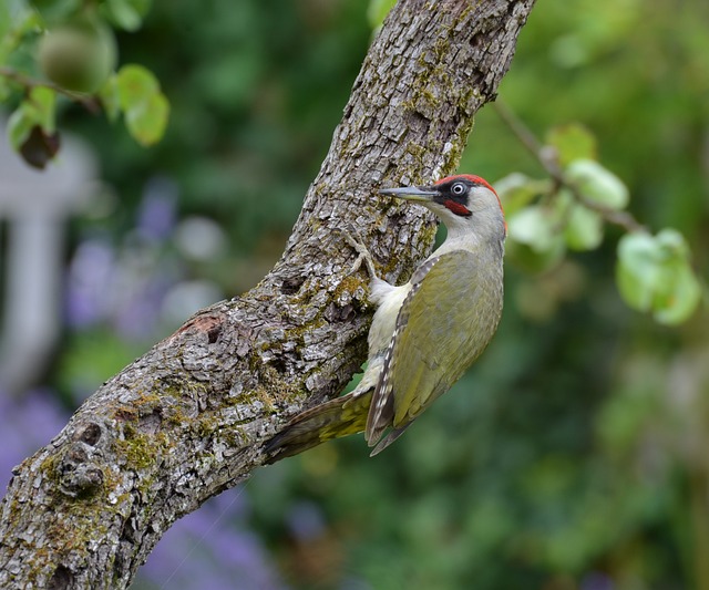 woodpeckerpigeonblackbirdbird-640x480-50922022.jpeg