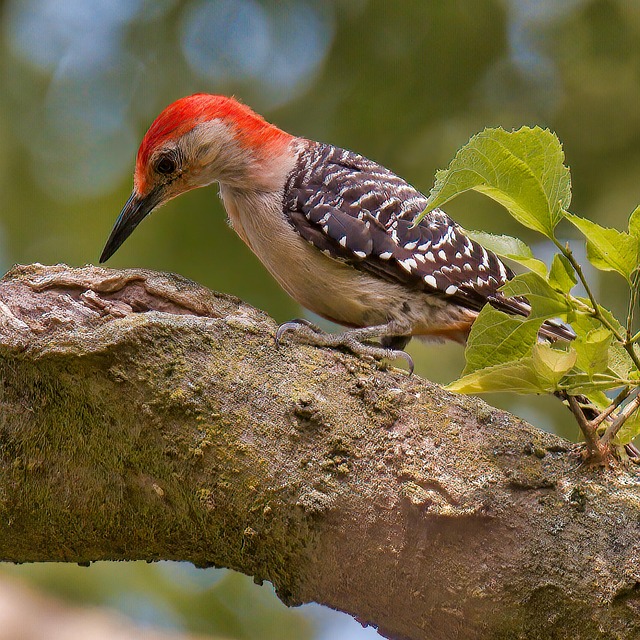 woodpecker,pigeon,blackbird,bird