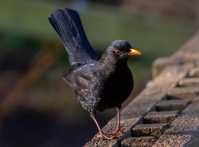 woodpeckerpigeonblackbirdbird-640x480-55145775.jpeg