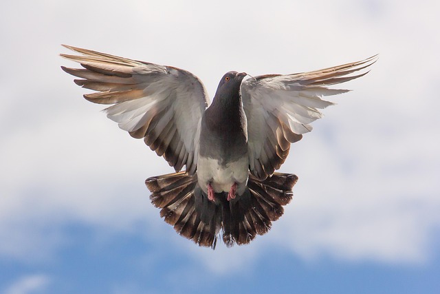 woodpecker,pigeon,blackbird,bird