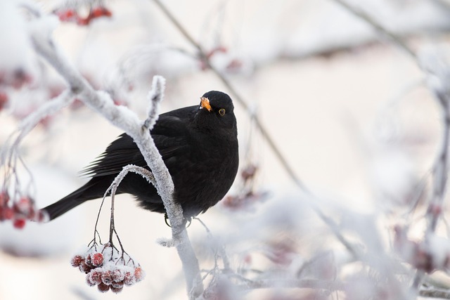 woodpecker,pigeon,blackbird,bird