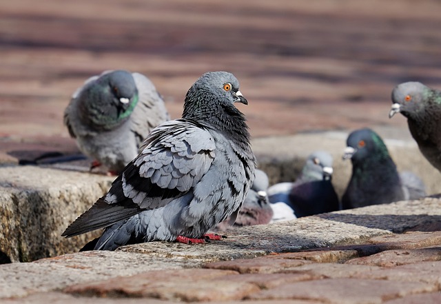 woodpecker,pigeon,blackbird,bird