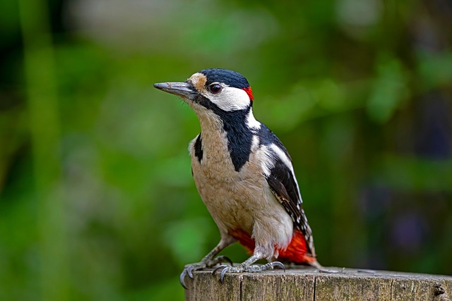 woodpecker,pigeon,blackbird,bird