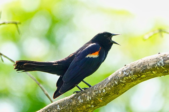 woodpecker,pigeon,blackbird,bird