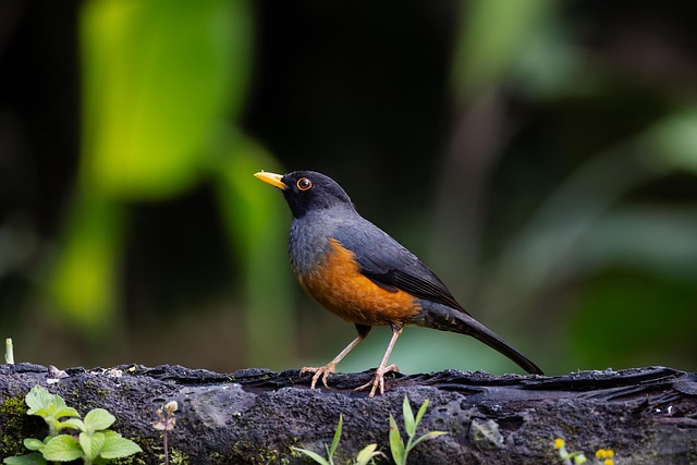 Bird Damage Repair Services USA: Professional Solutions for Property Restoration