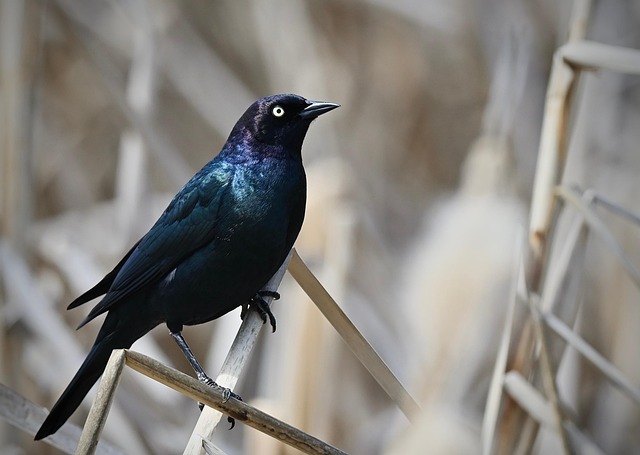 woodpecker,pigeon,blackbird,bird