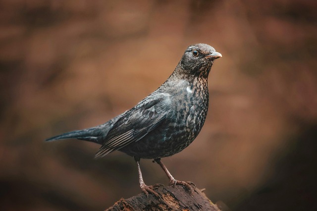 woodpecker,pigeon,blackbird,bird