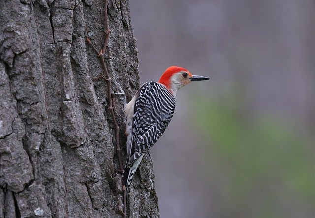 woodpecker,pigeon,blackbird,bird