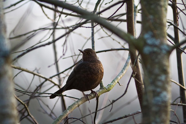 woodpecker,pigeon,blackbird,bird