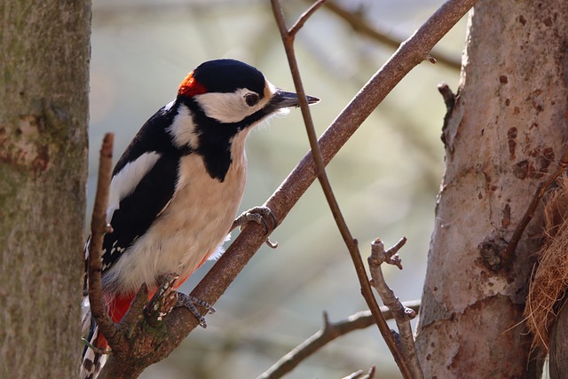 woodpecker,pigeon,blackbird,bird