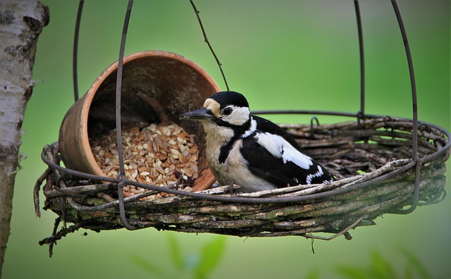 woodpecker,pigeon,blackbird,bird