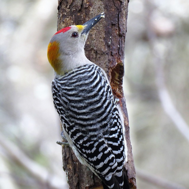 woodpecker,pigeon,blackbird,bird