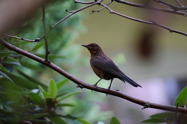 woodpecker,pigeon,blackbird,bird