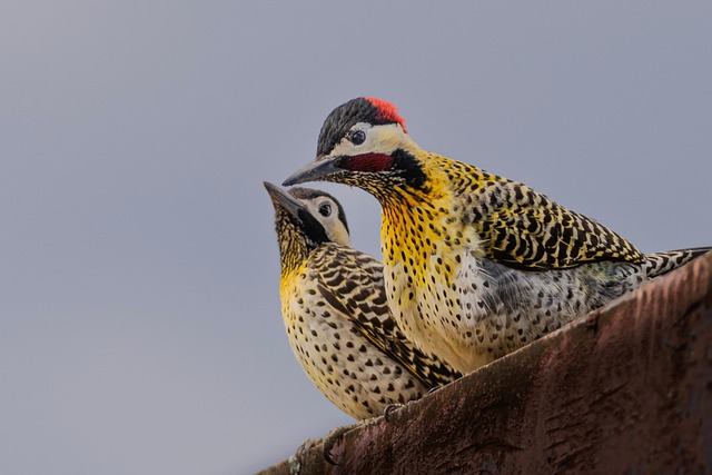 woodpecker,pigeon,blackbird,bird