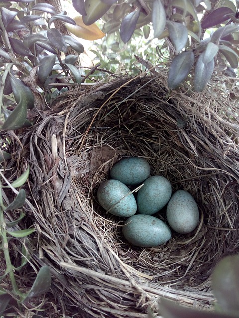 Affordable Bird Removal Near Me: Expert Solutions for Safe, Effective Prevention