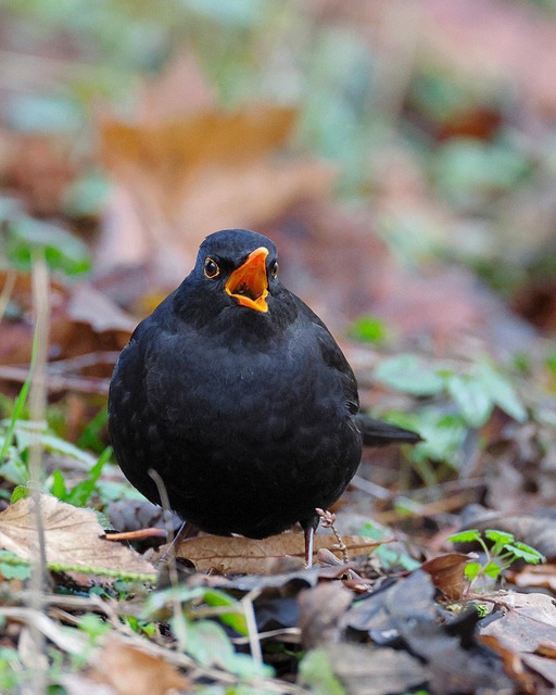 woodpecker,pigeon,blackbird,bird